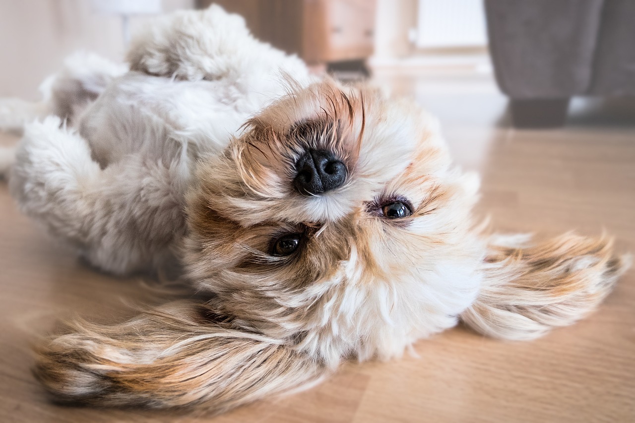 犬の誤嚥性肺炎