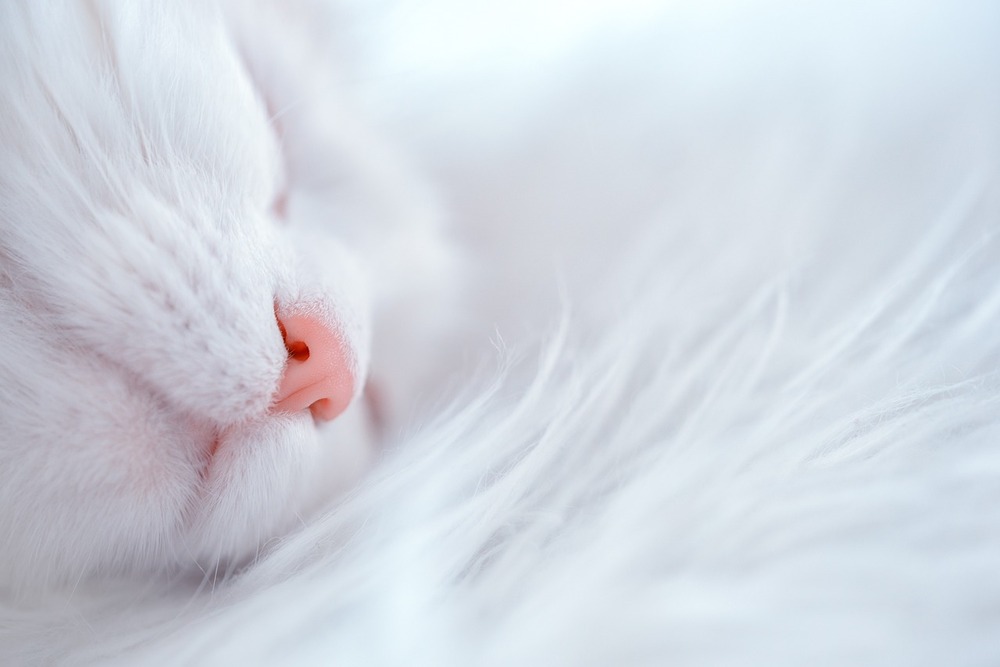猫のリンパ腫(胃腸管リンパ腫、消化器型リンパ腫)