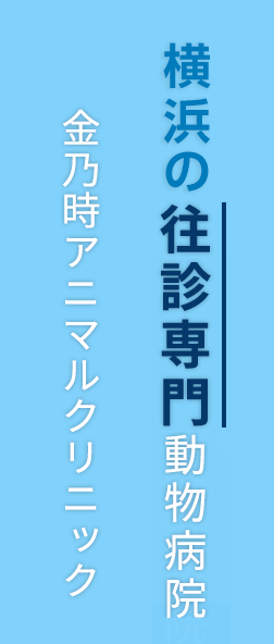 横浜・周辺の往診専門動物病院 金乃時アニマルクリニック